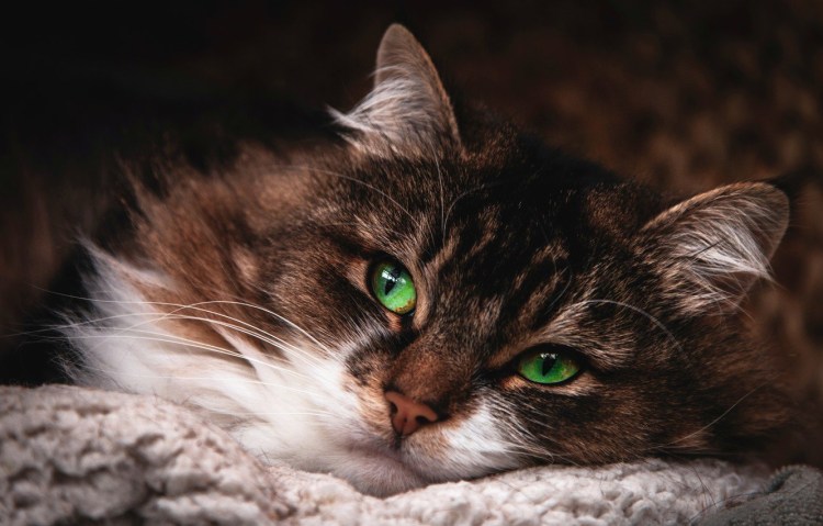 Глазастая кошка