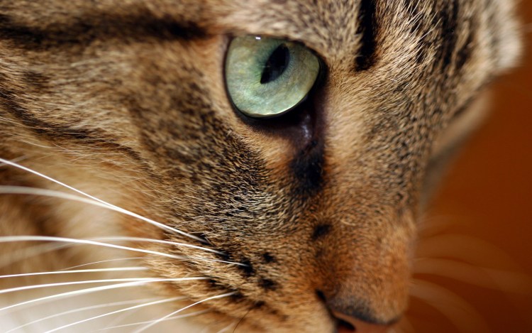 Кот с коричневыми глазами