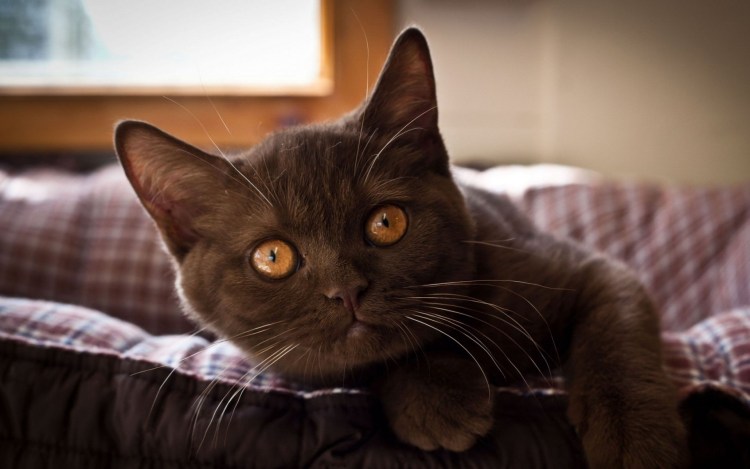 Морда кота крупно