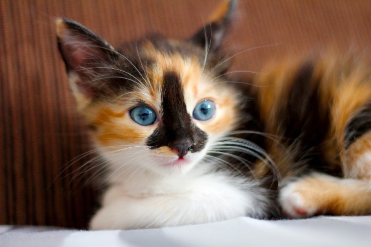 Koshka_Koshka записи