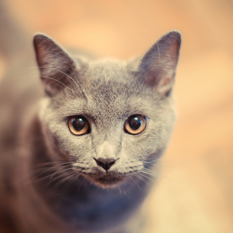 Картинки кошечек