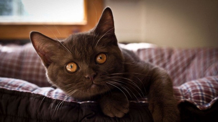 Янтарные глаза у кошки