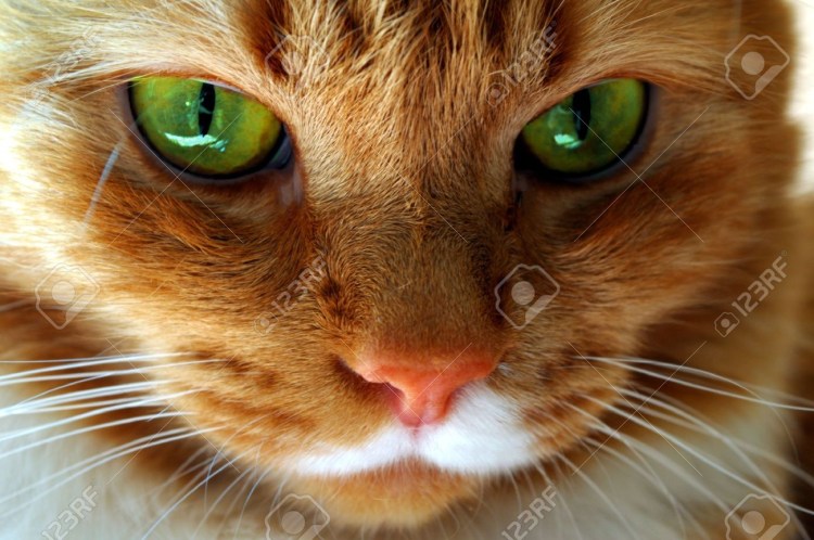 Коричневый кот с зелеными глазами