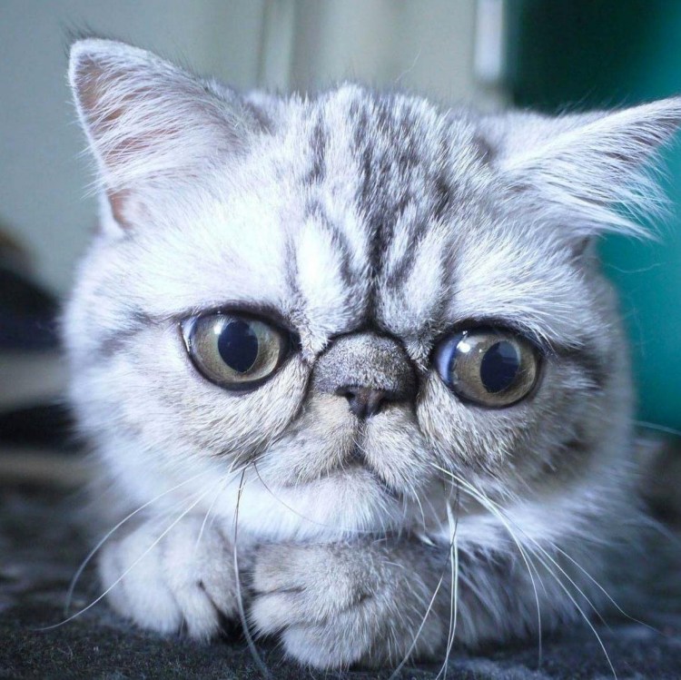 Порода кошек с большими глазками
