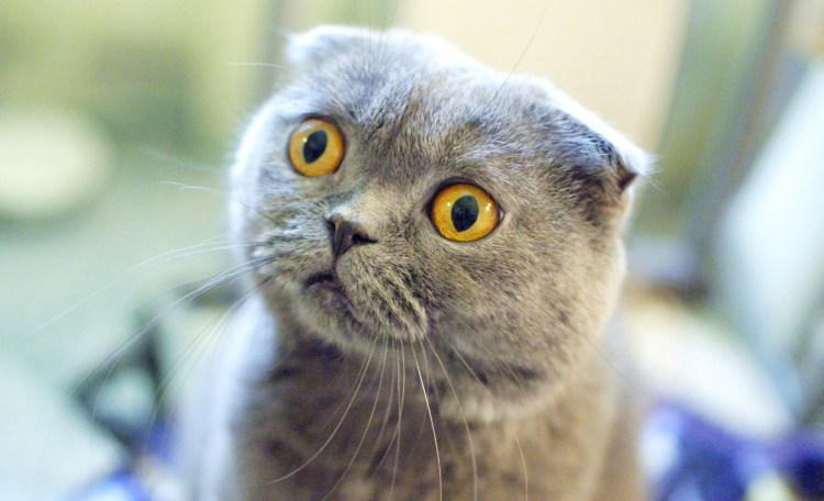 Британская шиншилла Коби