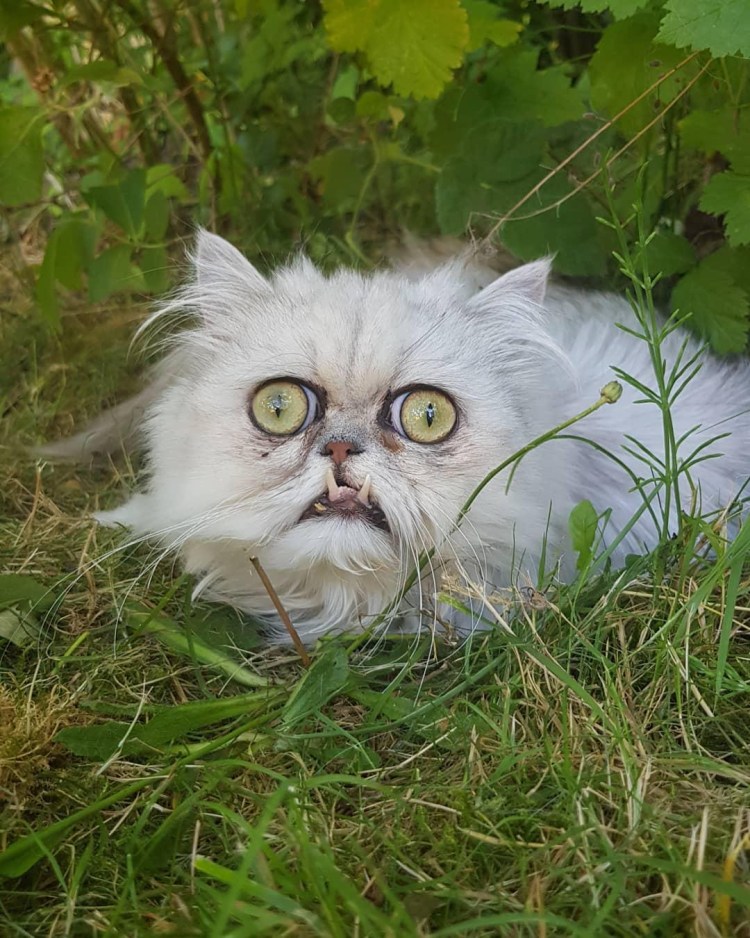 Коты экзоты Снупи