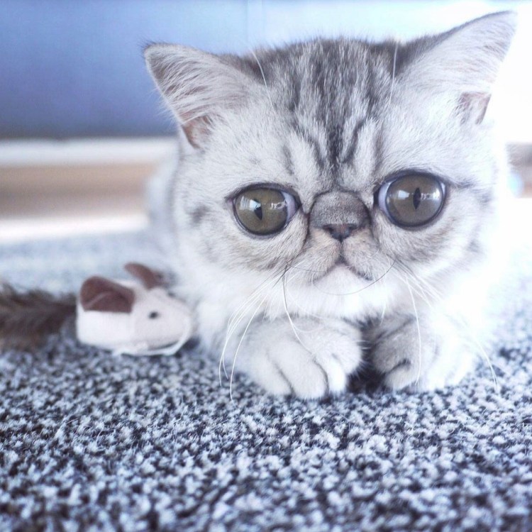 Бритиш Шортхэйр персиковый