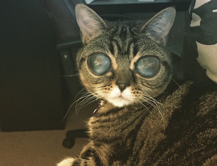 Шотландская вислоухая кошка