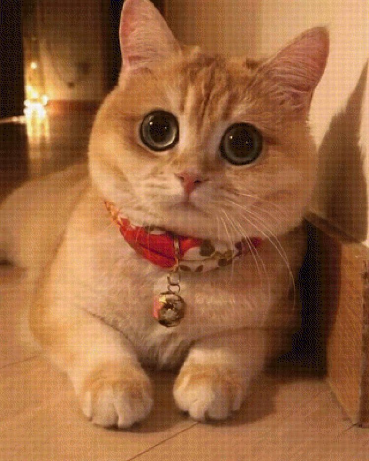 Кот Персидская шиншилла Вилфред