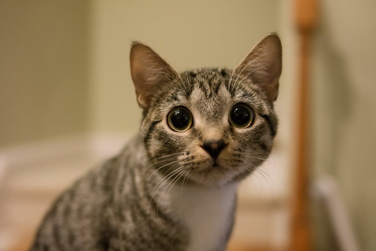 Кт с выпучеными глазами