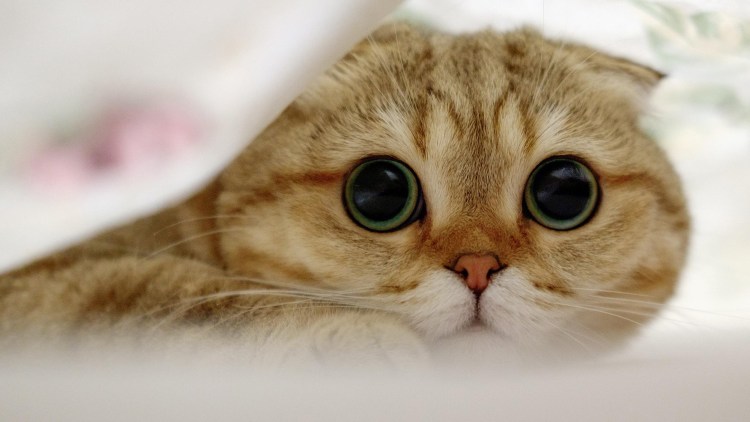 Кошка с большими зрачками