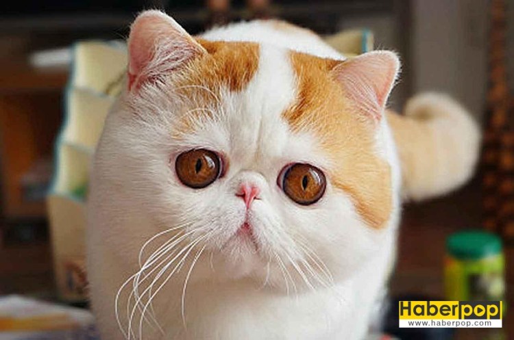 Котенок с большими глазами