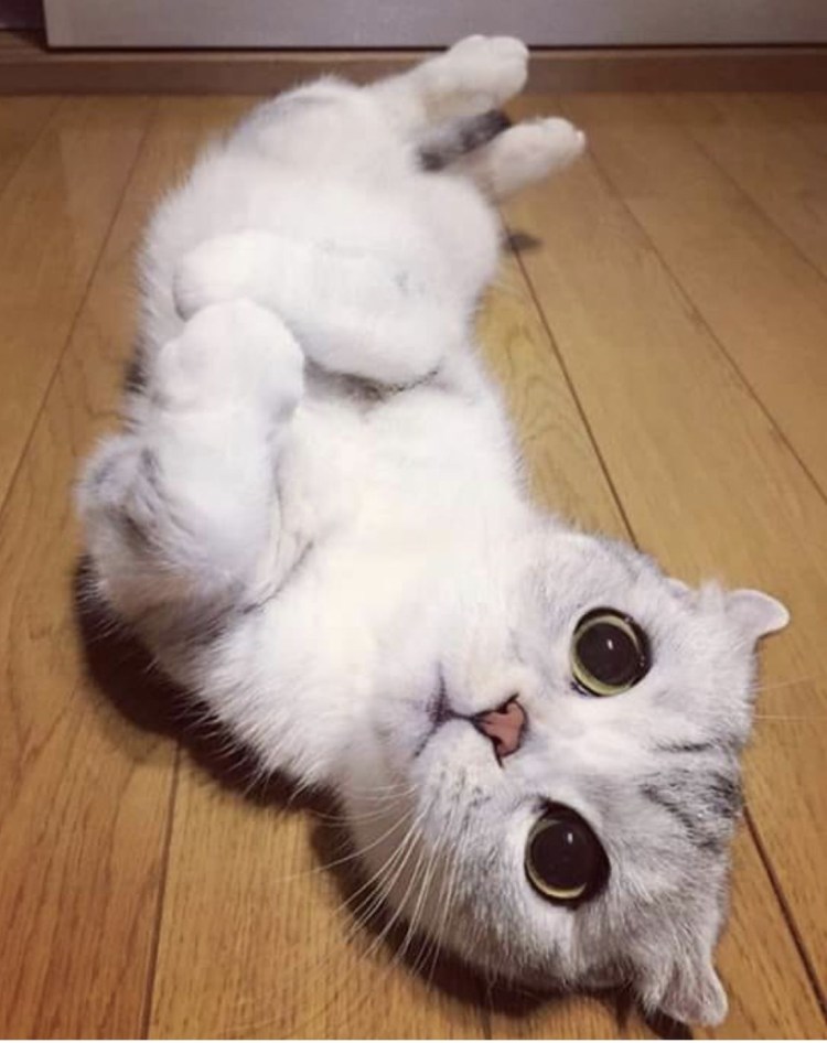 Котик с большими глазами