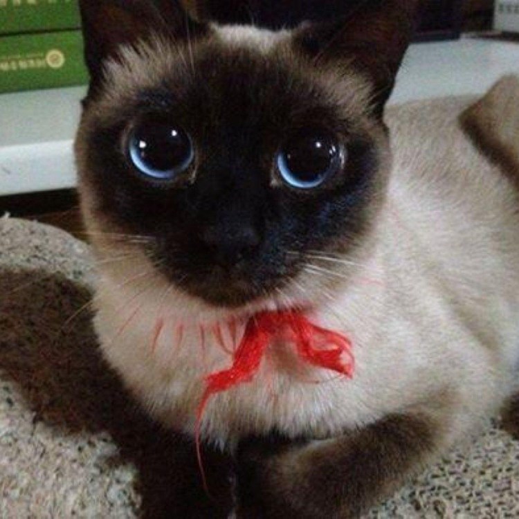 Рыжий Пучеглазый кот