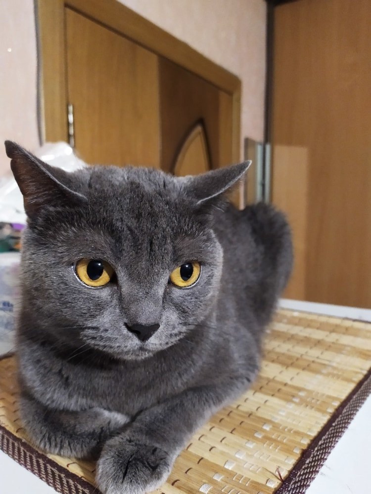 Британские котята метисы