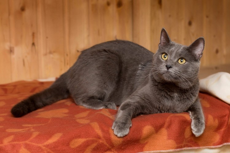 Шотландская вислоухая кошка метис