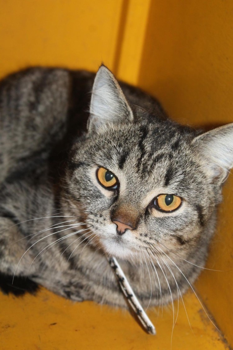 Метис русская голубая и обычная