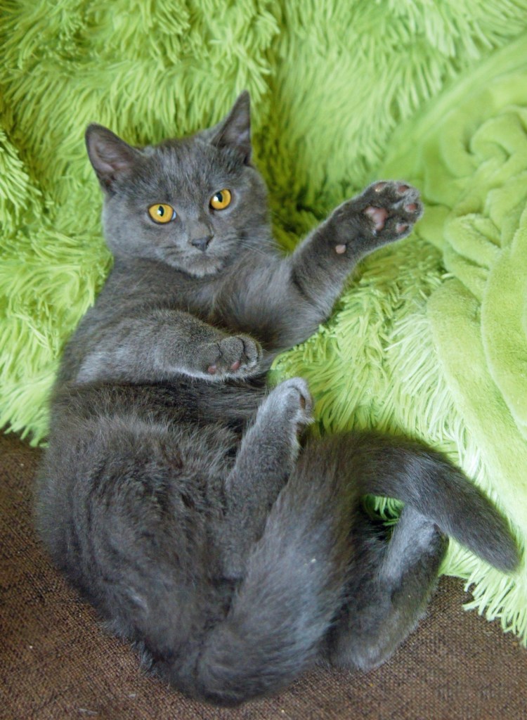 Метис сибирской и британской кошки