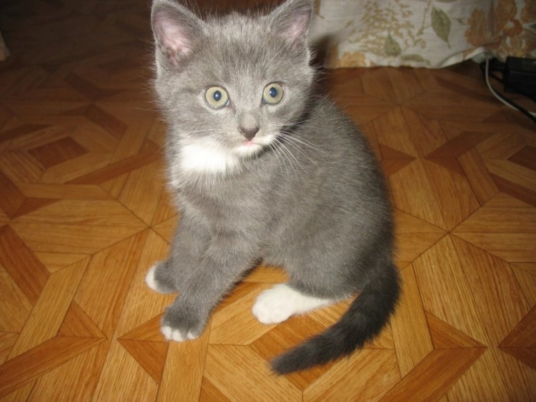 Метис британской кошки