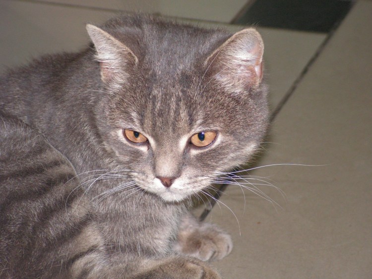 Котенок британец помесь