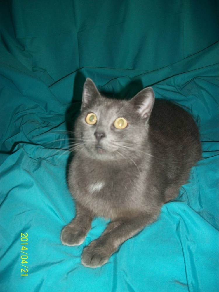 Метис британской кошки