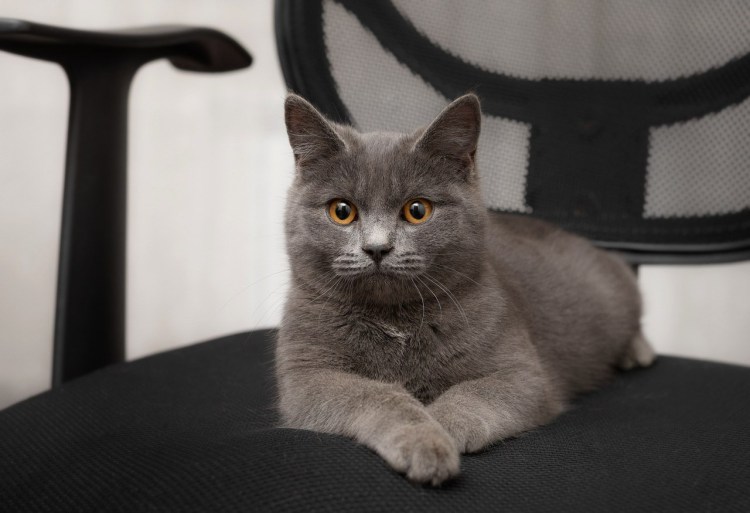 Котята британские обычные