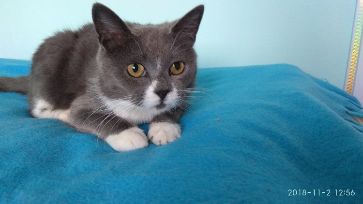 Британская кошка помесь