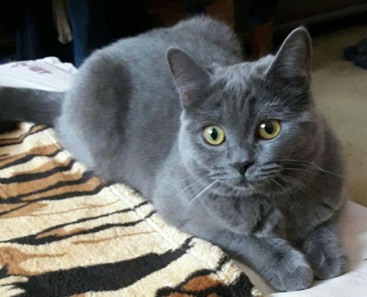 Помесь бенгала и обычной кошки