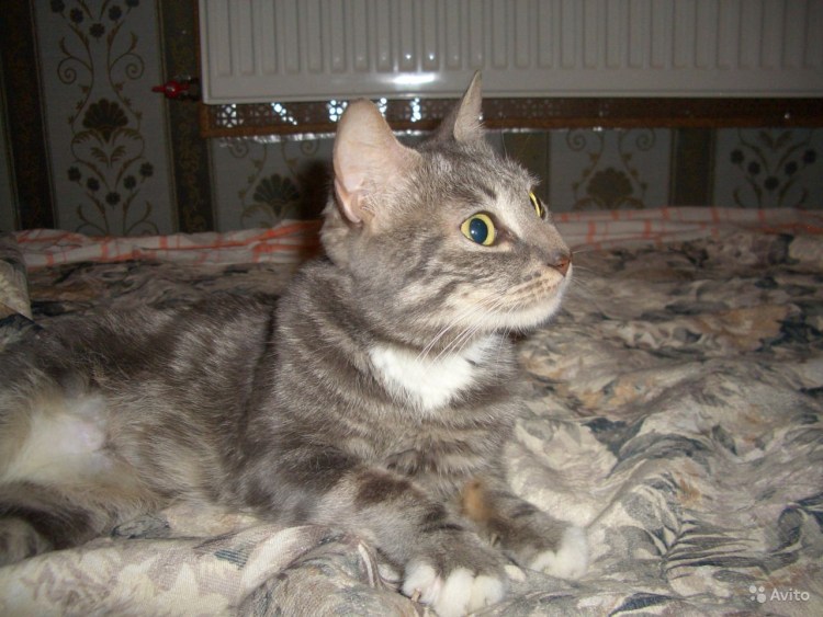 Кот шотландский прямоухий смесь