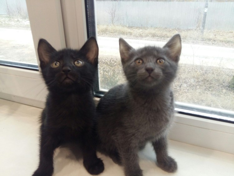 Кот метис британец порода