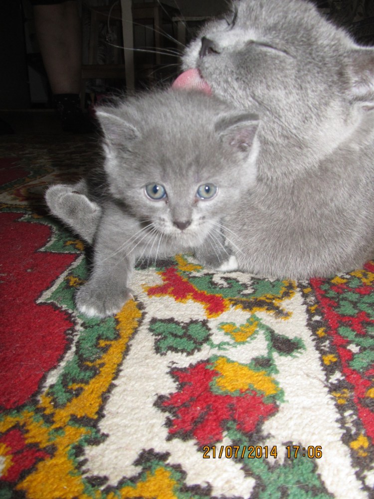 Смесь британца и обычной кошки