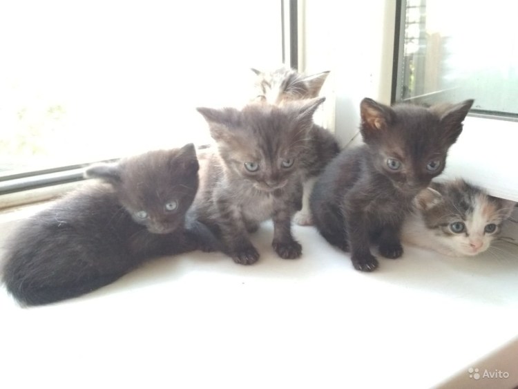 Метис британца и обычной