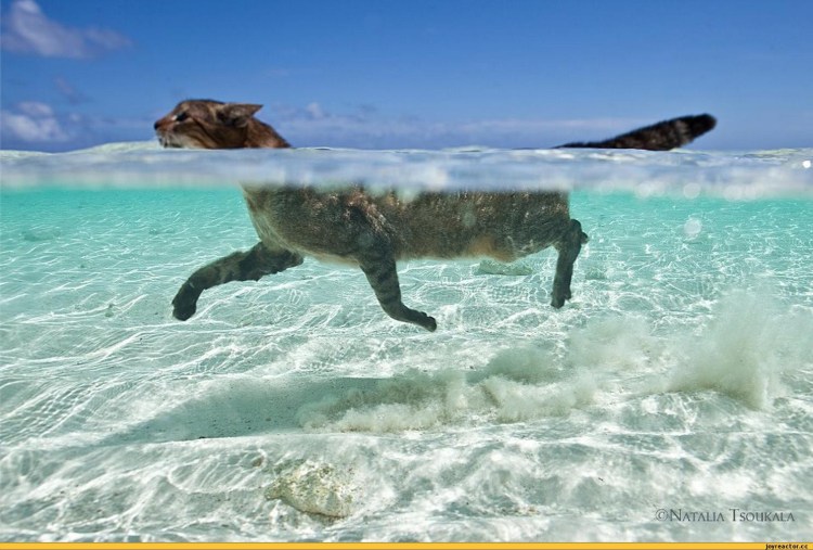 Кот плавает в море