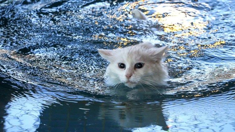 Коты с озера Ван Турция