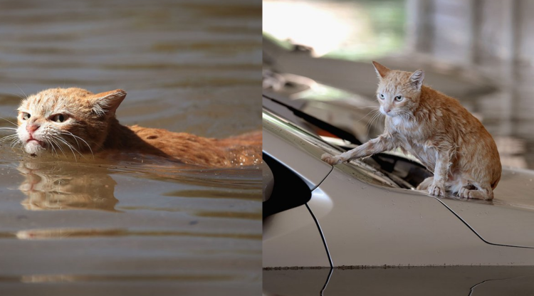 Кот плавает