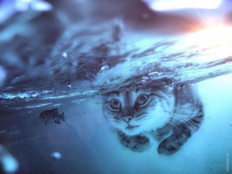 Кошка в воде