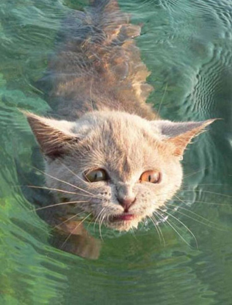 Кот в воде