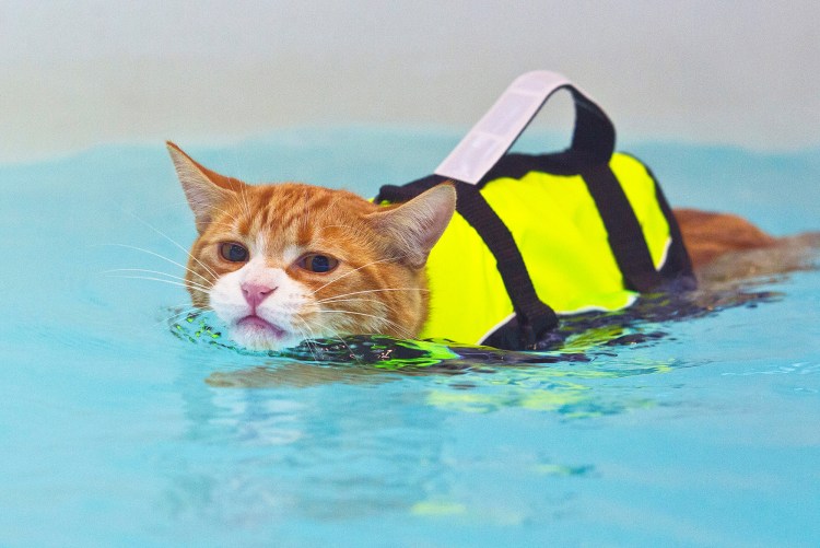 Котик в бассейне