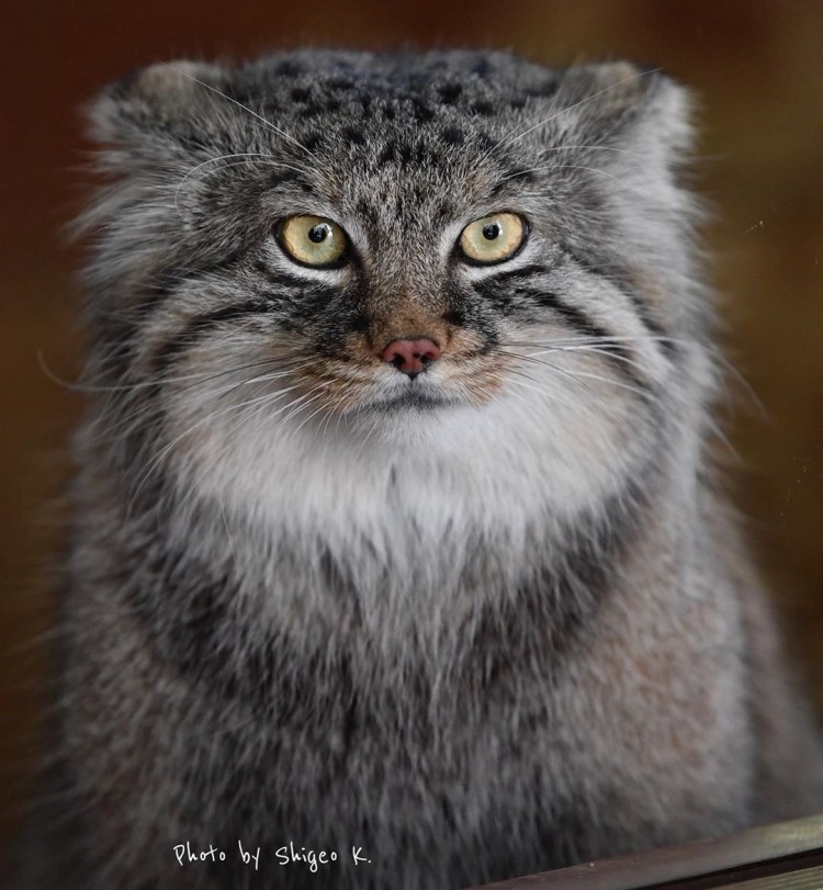 Манул помесь