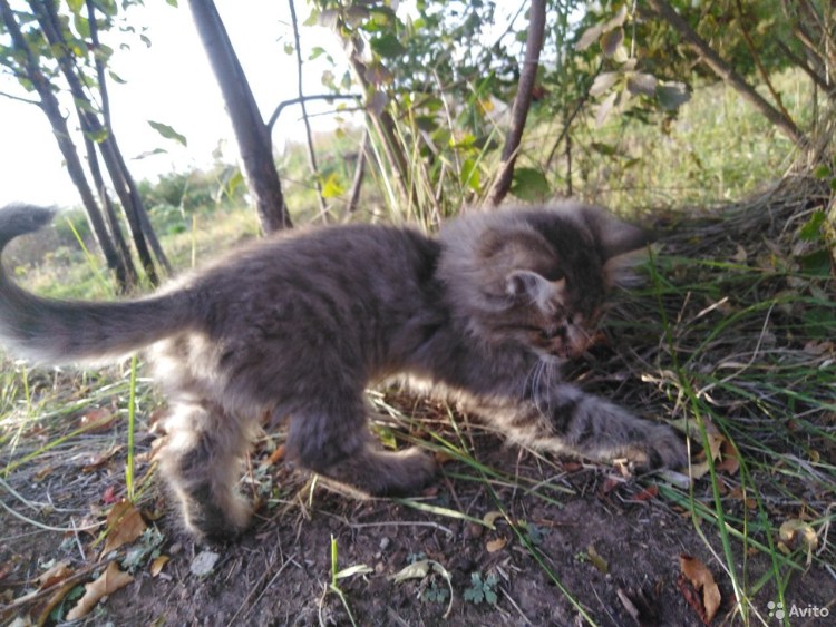 Манул и Мейн кун