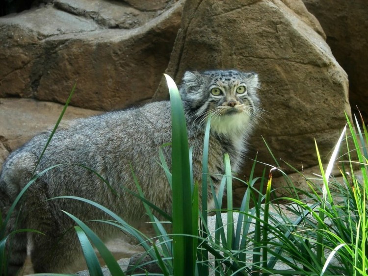 Манулы, Амурские котята