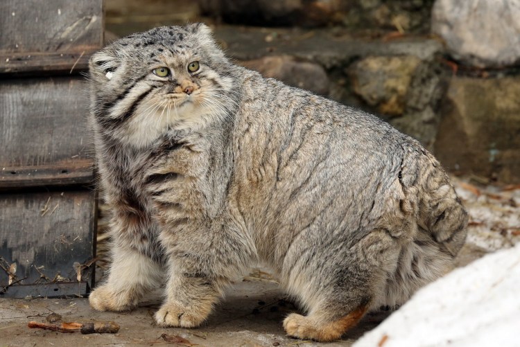 Кот Манул толстый