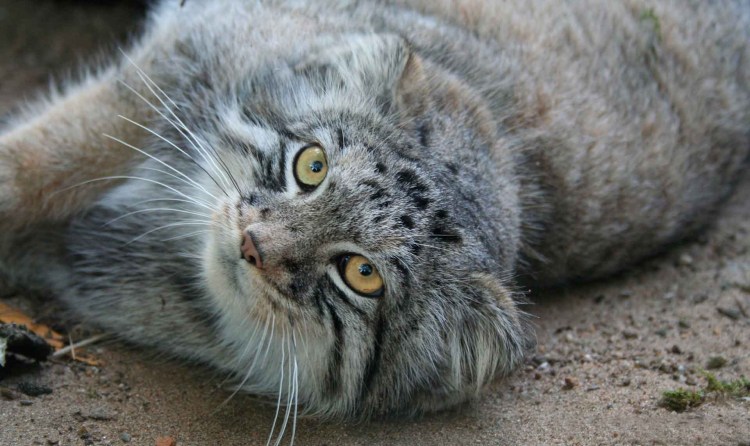 Манул в домашних условиях