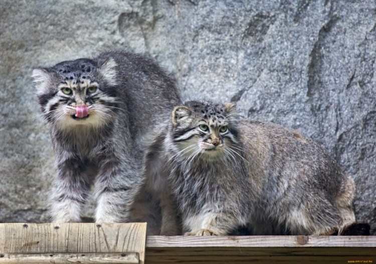 Сибирский Манул