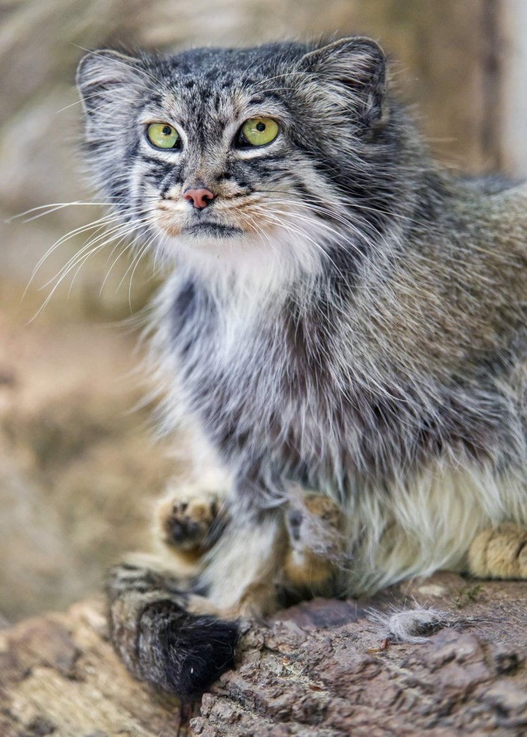 Помесь манула и домашней кошки