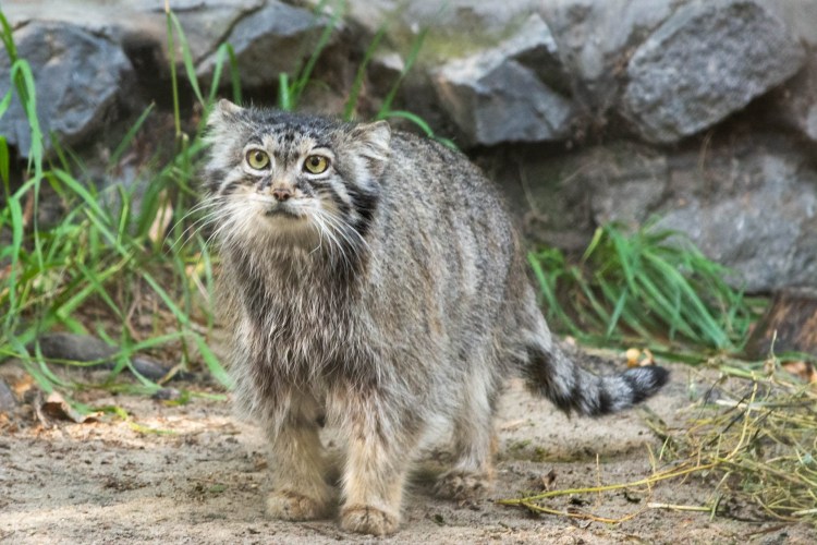 Манул помесь