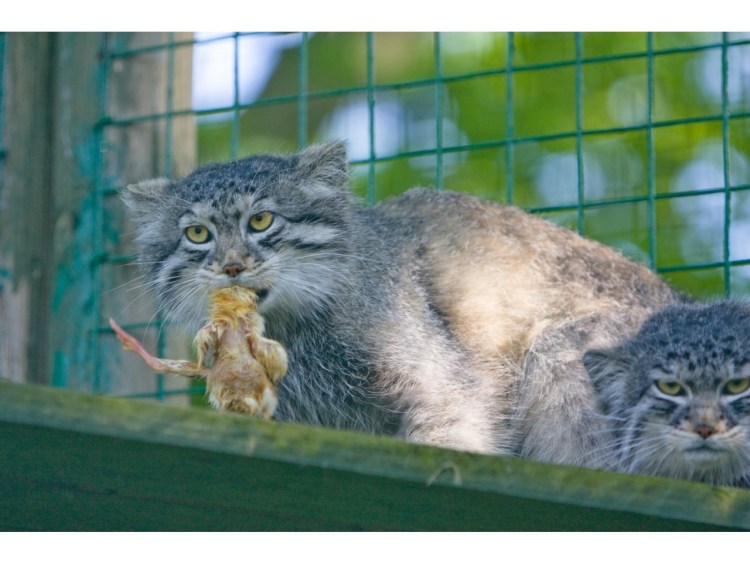 Гибрид манула и домашней кошки