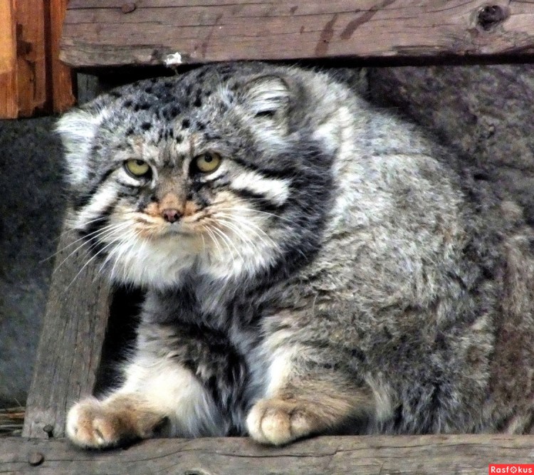 Котята манула Новосибирский зоопарк