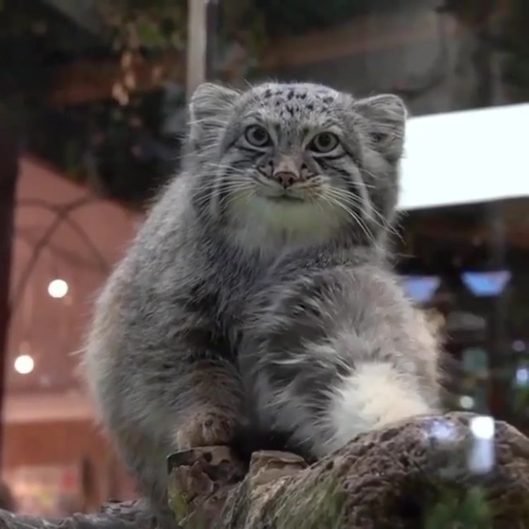 Манул помесь