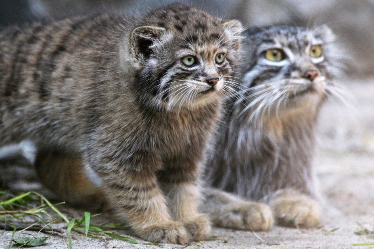 Помесь манула и домашней кошки